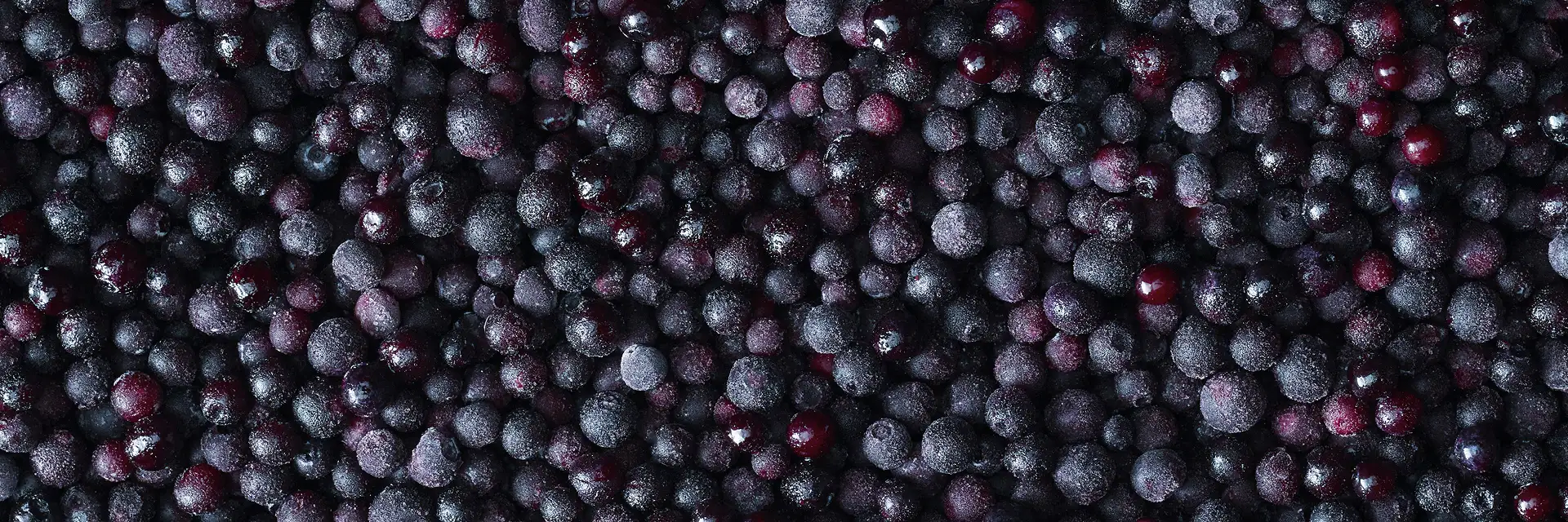 Close-up of wild blueberries