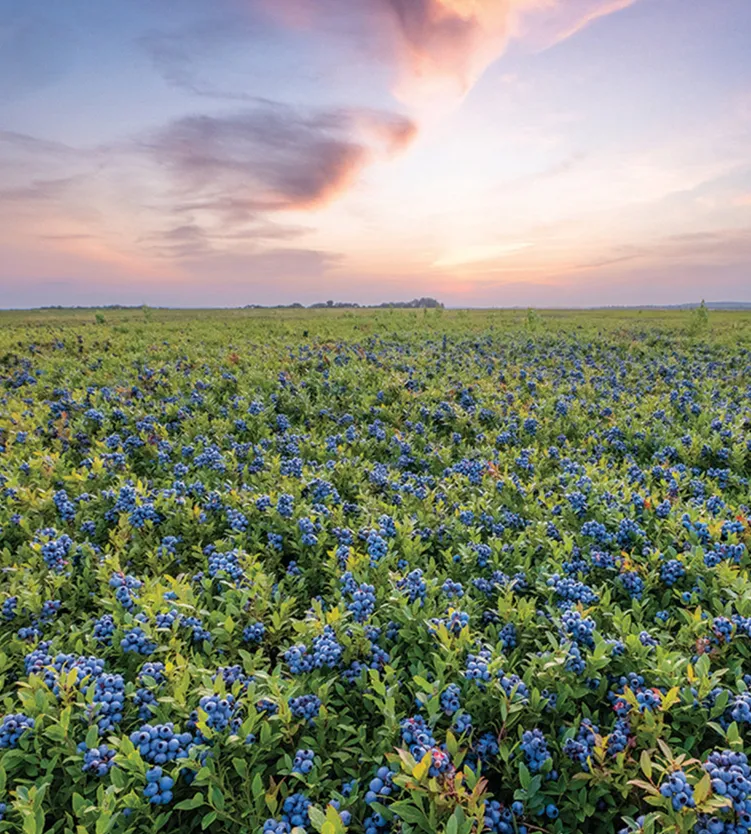 Photo of Summer landscape